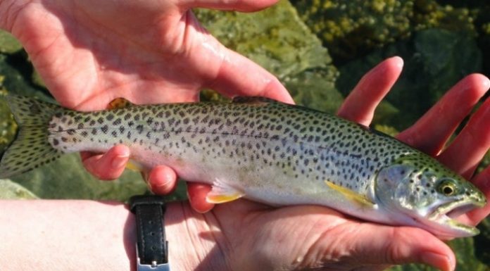 fly fishing for trout