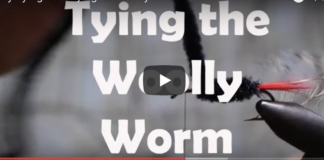 woolly worm