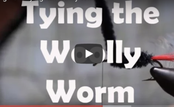 woolly worm