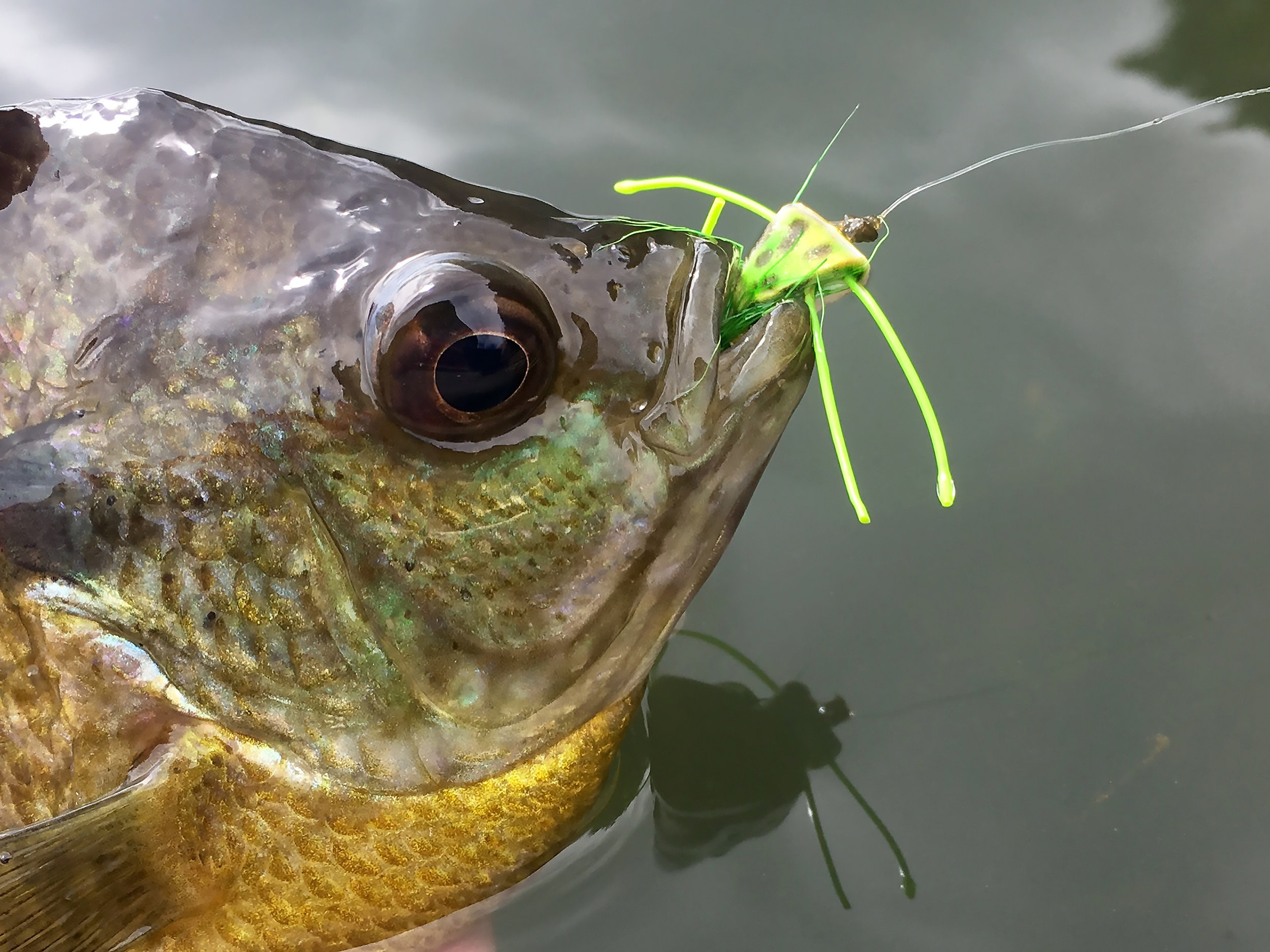 WFS 265 - The 13 Essential Panfish Flies with Bart Lombardo from
