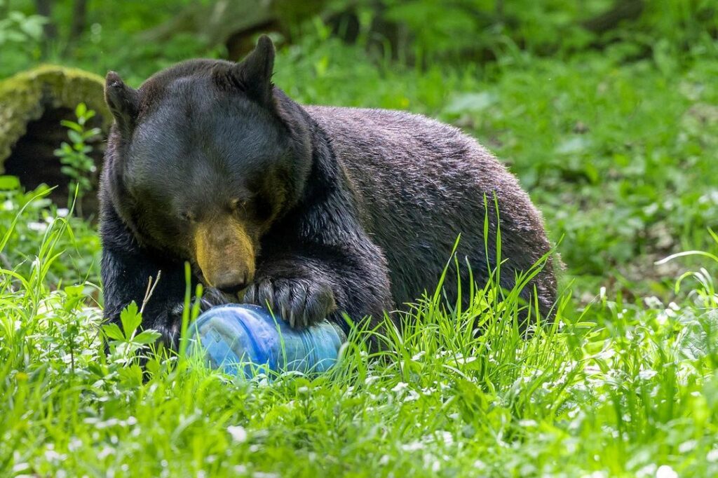 WFS 357 Bear Vault with Sarah and Grant Breidenbach