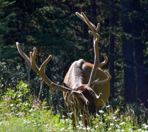 measuring an elk