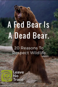 A fed bear is a dead bear.