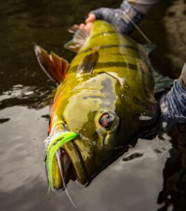 peacock bass on the fly