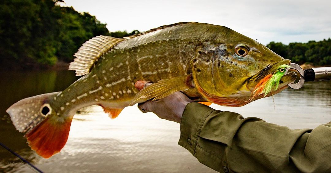 Peacock Bass Fly Fishing Trips, Lodges, and Guides