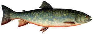 Fly Fishing Nova Scotia - Brook TroutPhoto via: https://www.dfo-mpo.gc.ca/aquaculture/sector-secteur/species-especes/trout-truite-eng.htm