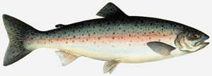 Fly Fishig Nova Scotia - Farm Rainbow TroutPhoto via: https://www.dfo-mpo.gc.ca/aquaculture/sector-secteur/species-especes/trout-truite-eng.htm