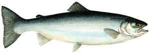 Fly Fishing Nova Scotia - SteelheadPhoto via: https://www.dfo-mpo.gc.ca/aquaculture/sector-secteur/species-especes/trout-truite-eng.htm