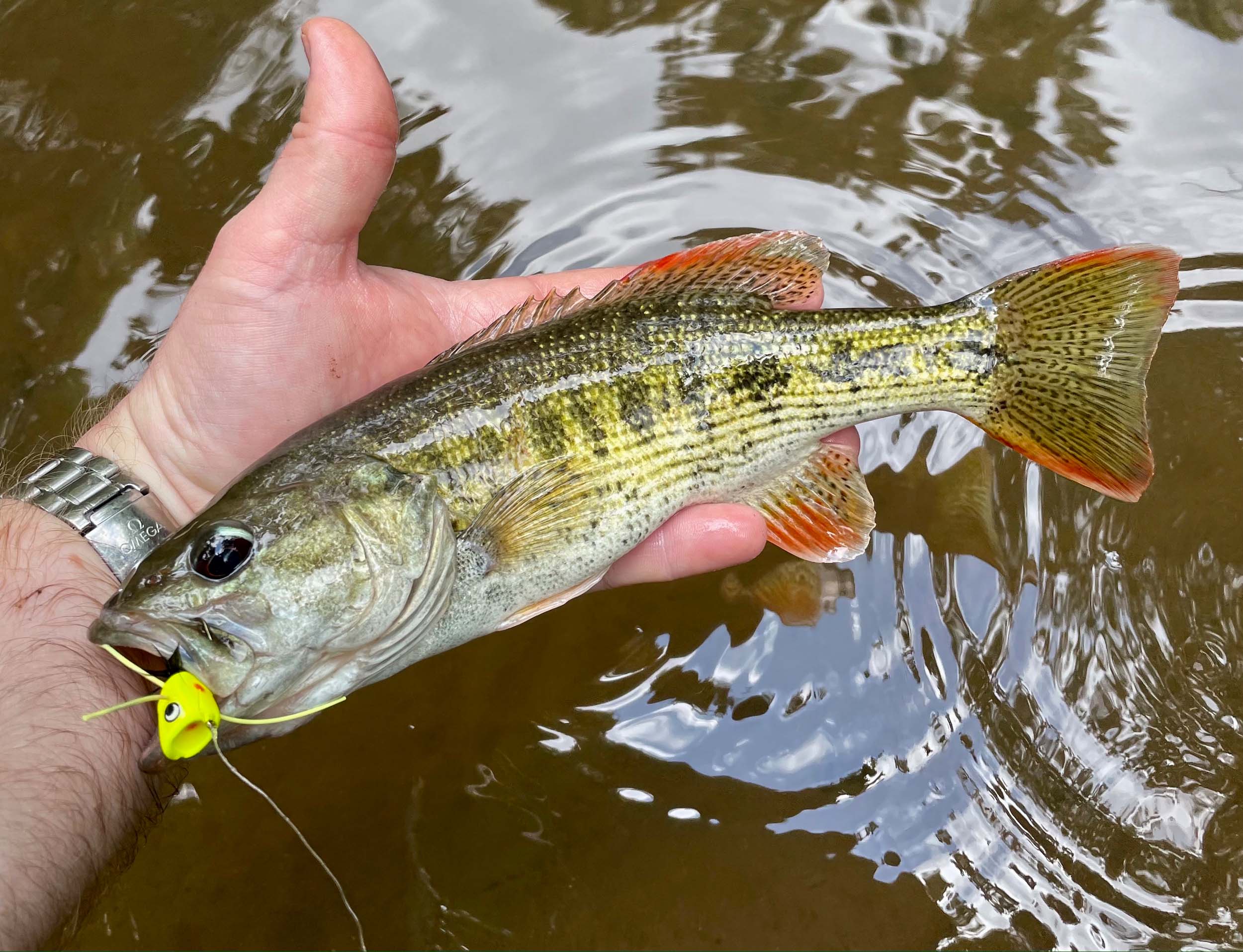 Fly Fishing for Redeye Bass