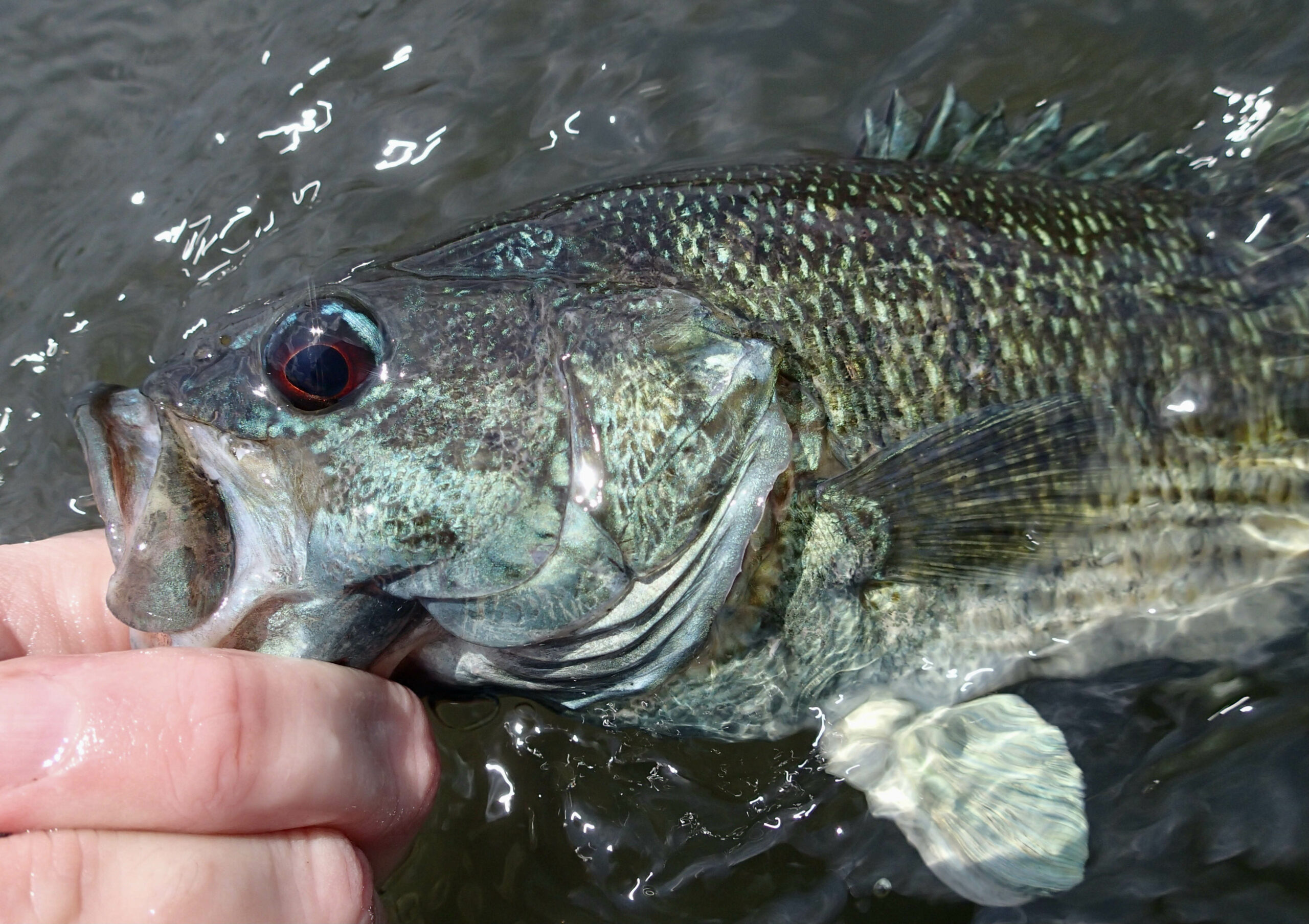 The Unknown Brother of the Bluegill — Panfish On The Fly
