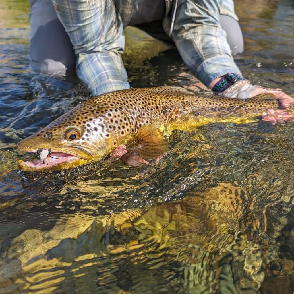 technical dry fly fishing