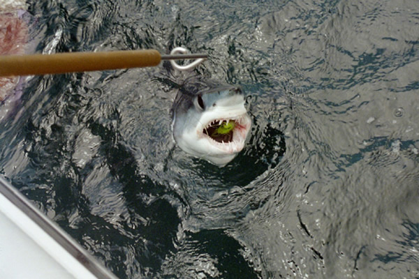 Mako Shark Fly Fishing 