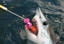 Mako Shark Fly Fishing
