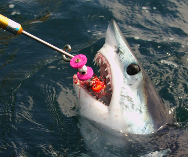 Mako Shark Fly Fishing